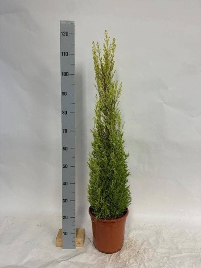 Cupressus macr. 'Goldcrest Wilma'