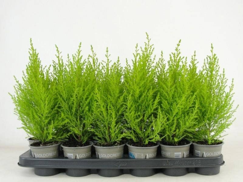 Cupressus macrocarpa 'Goldcrest Wilma'