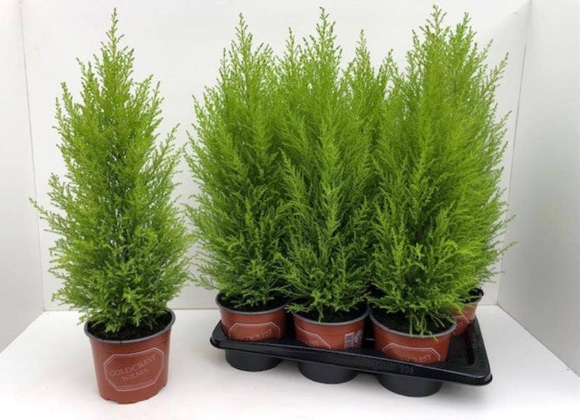 Cupressus macrocarpa Goldcrest