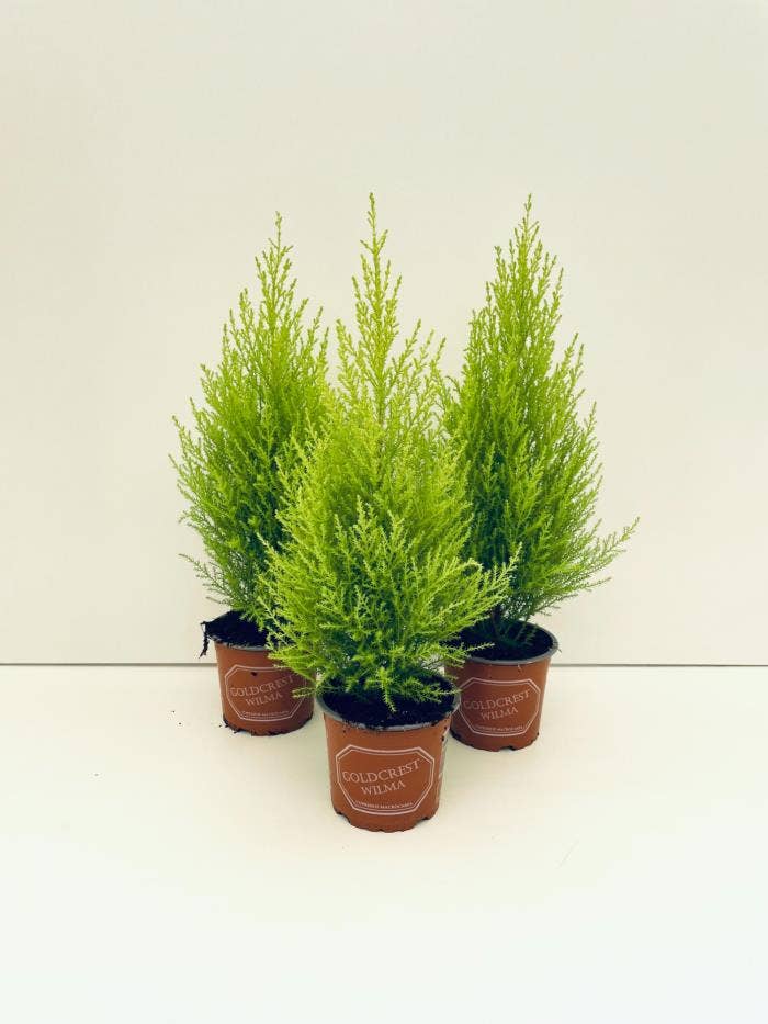 Cupressus macrocarpa Goldcrest 