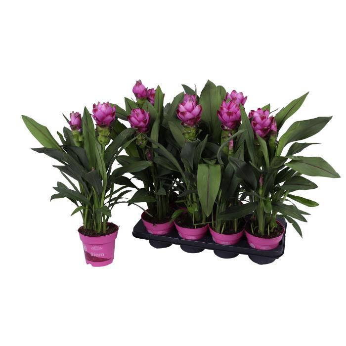 Curcuma Siam Sanna