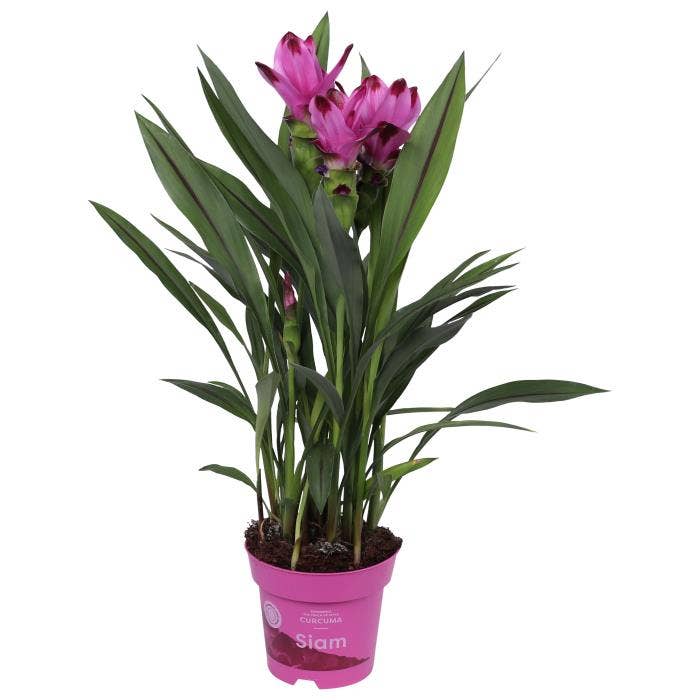 Curcuma Siam Splash
