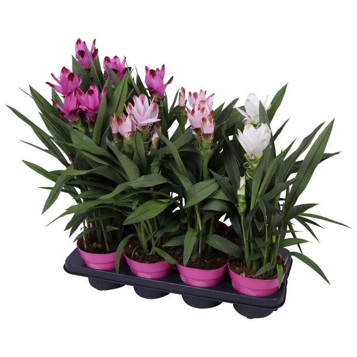 Curcuma Siam