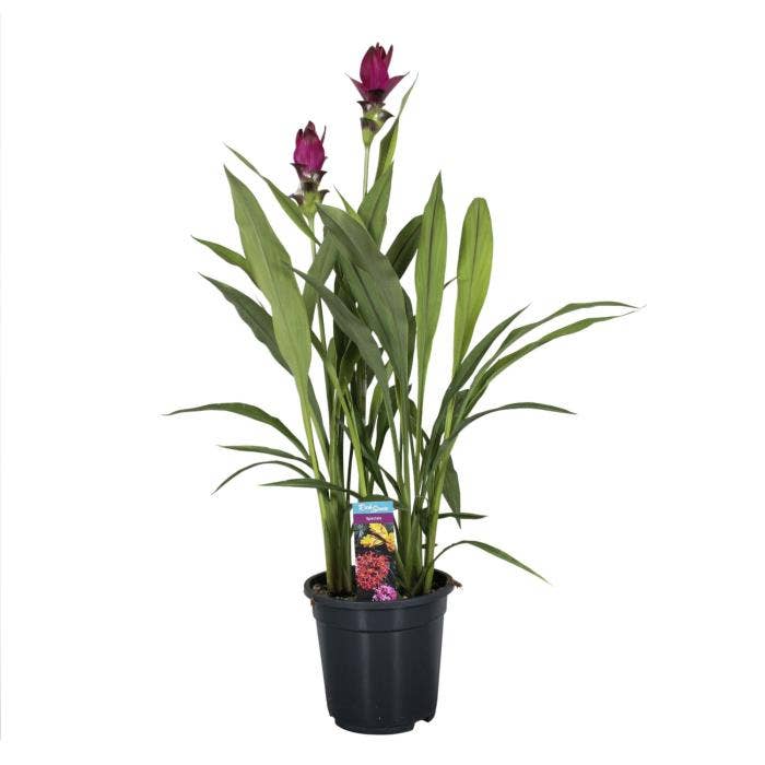 Curcuma Skyline