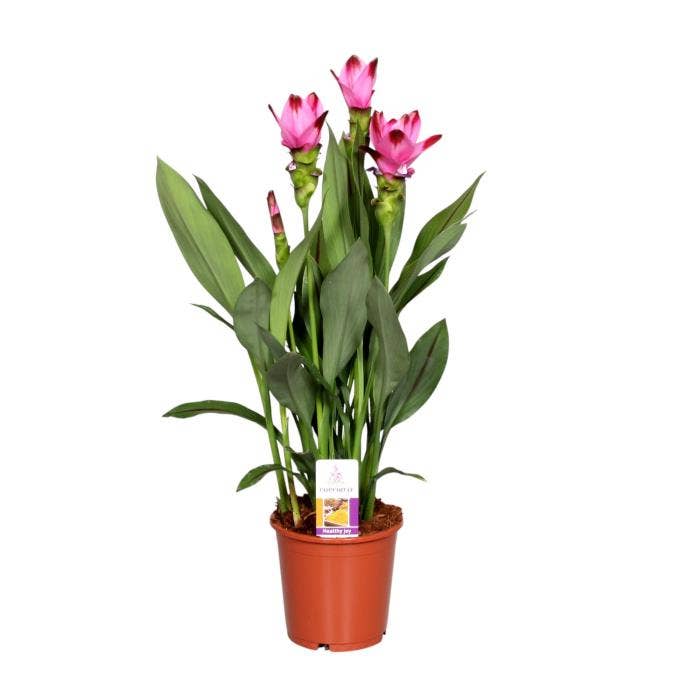 Curcuma Splash