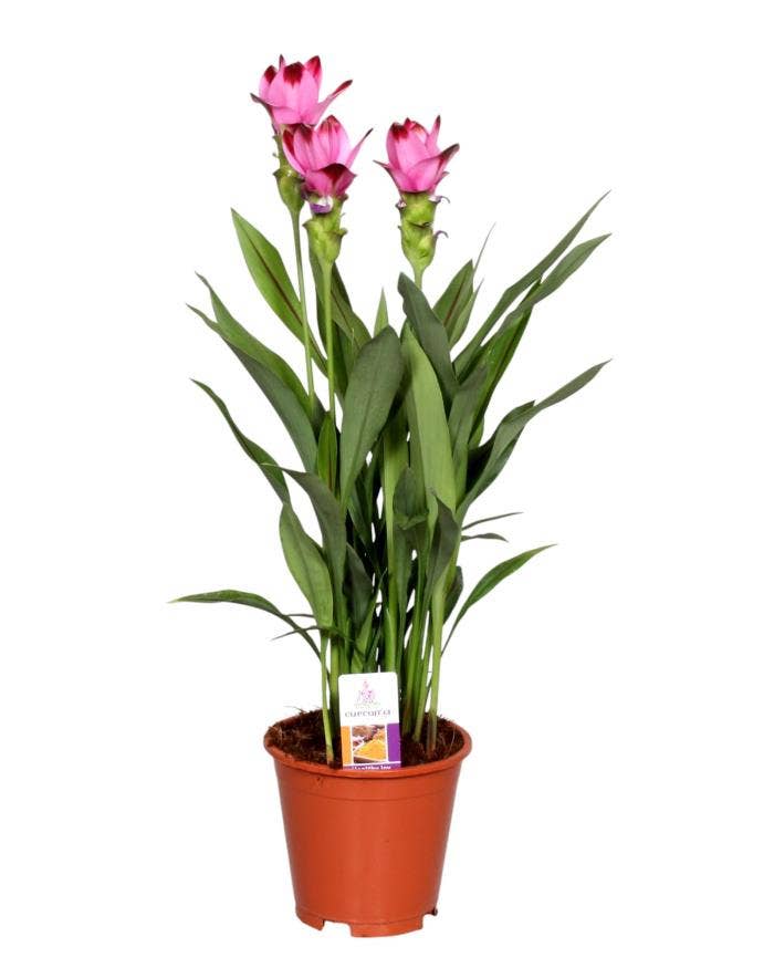 Curcuma Splash