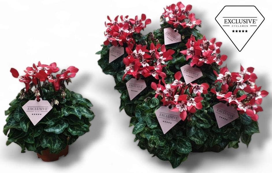 Cyclamen Exclusive® Djix Red