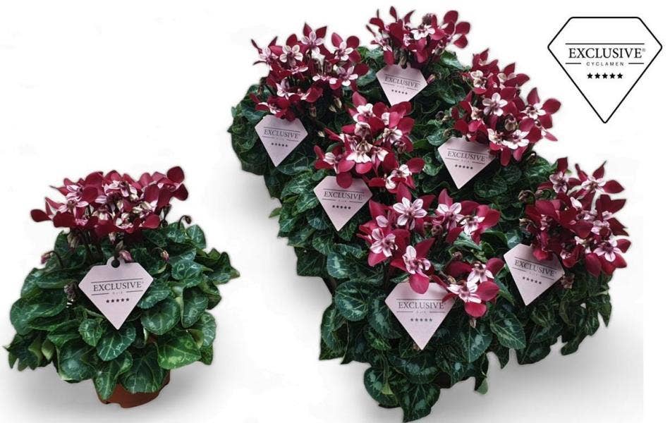 Cyclamen Exclusive® Djix Wijnrood