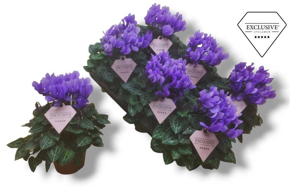 Cyclamen Exclusive® Dragon Blue