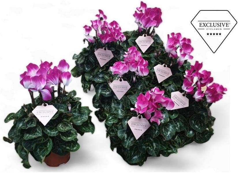 Cyclamen Exclusive® Fusion