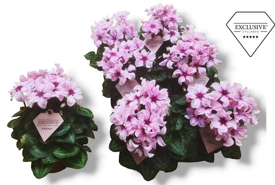 Cyclamen Exclusive® Illusia