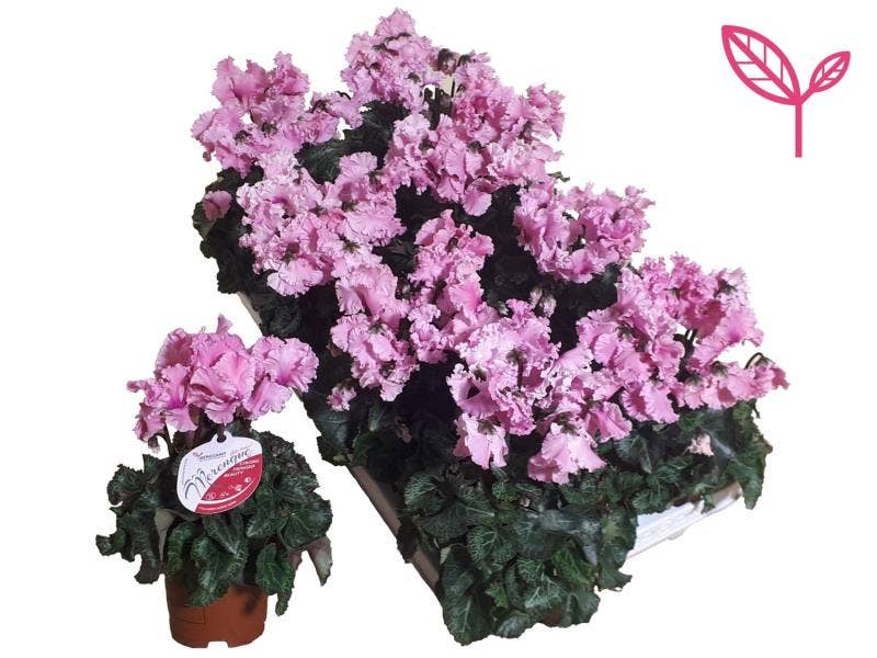 Cyclamen Exclusive® Merengue Pink