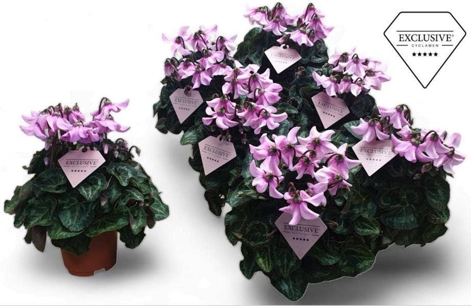Cyclamen Exclusive® Petticoat Lightpink