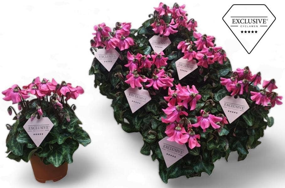 Cyclamen Exclusive® Petticoat Pink