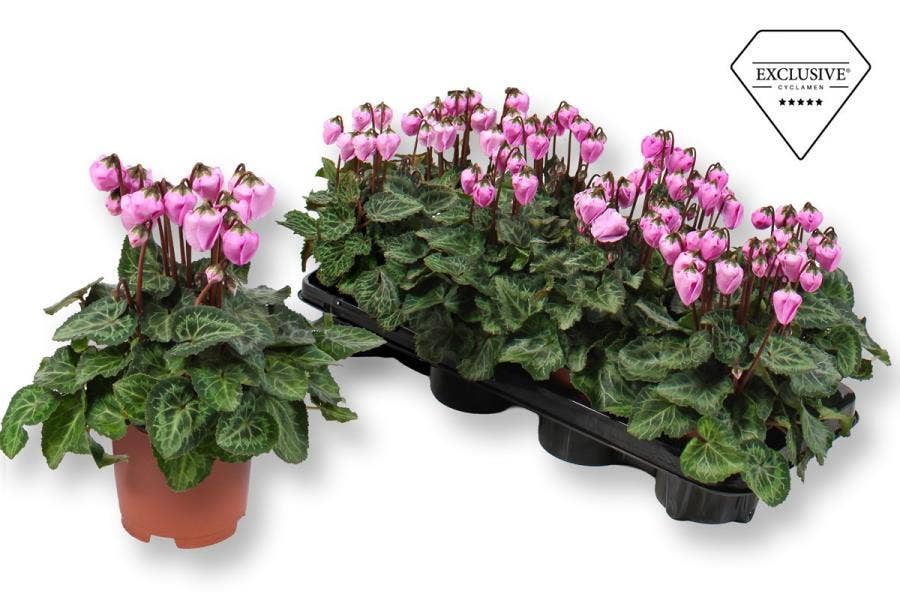 Cyclamen Exclusive® Windbell