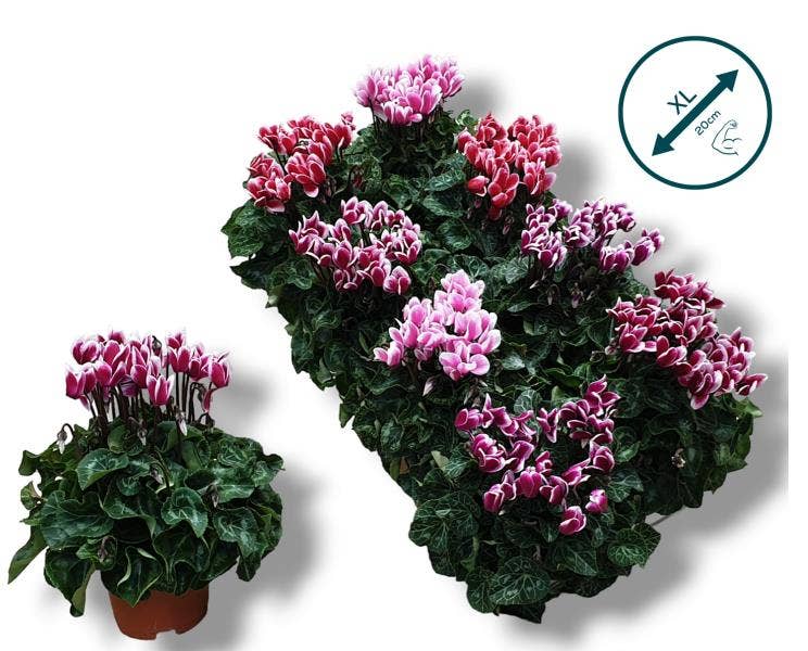 Cyclamen Exclusive®Fuji