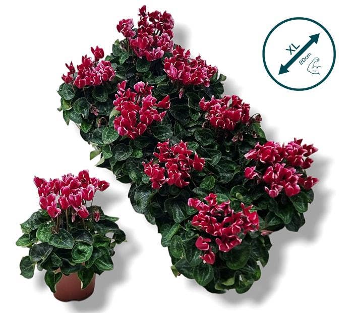 Cyclamen Fantasia Wijnrood