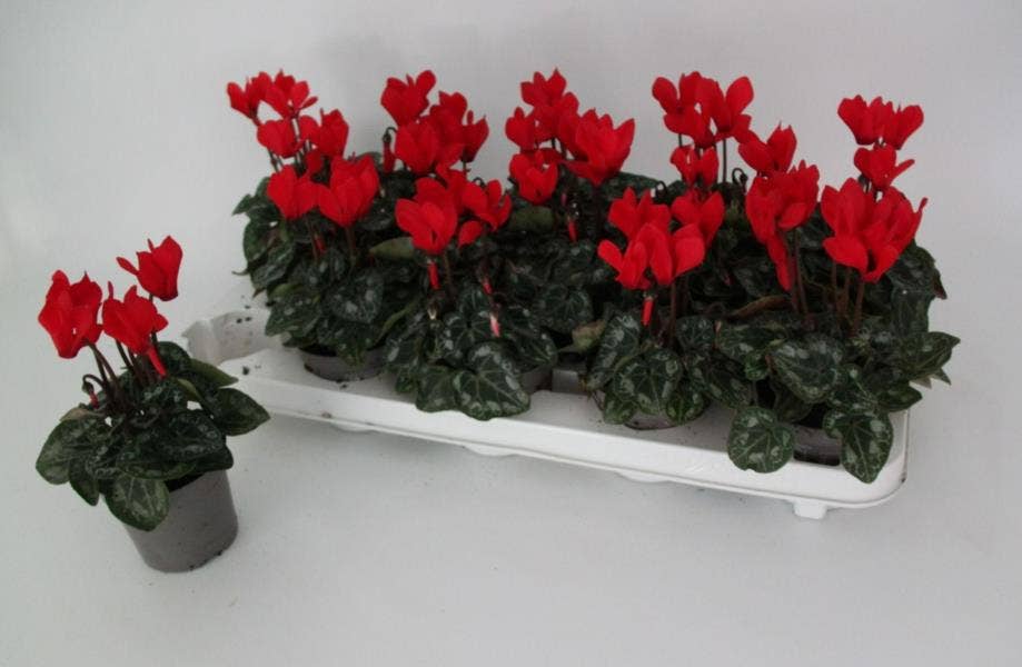 Cyclamen Metis Red 