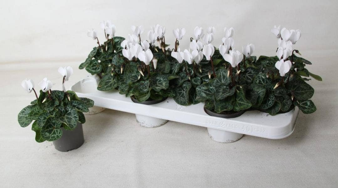 Cyclamen Metis White 