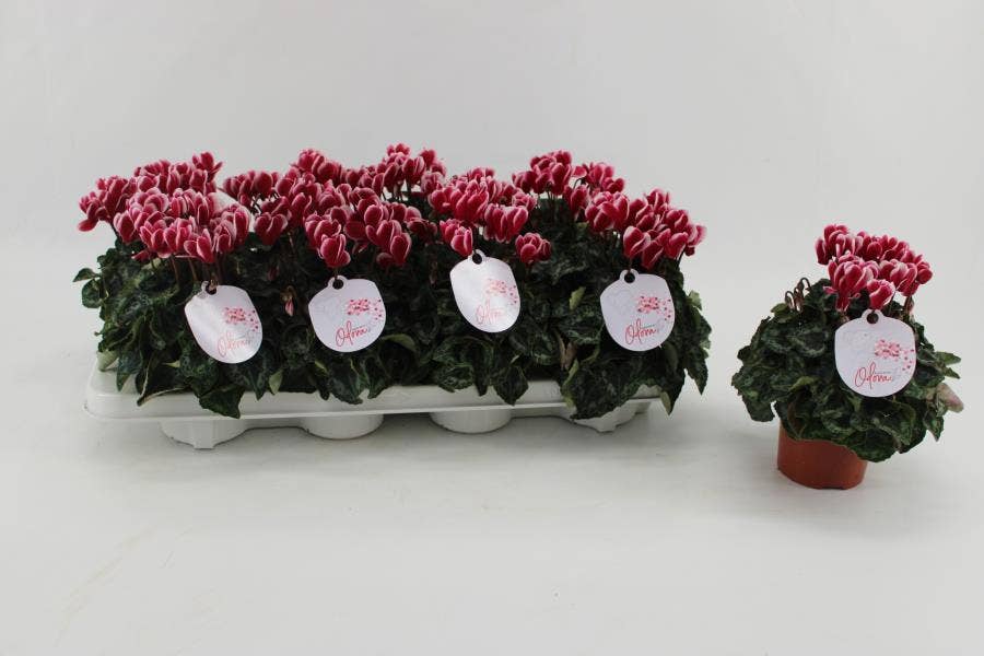 Cyclamen Odora Wine Red