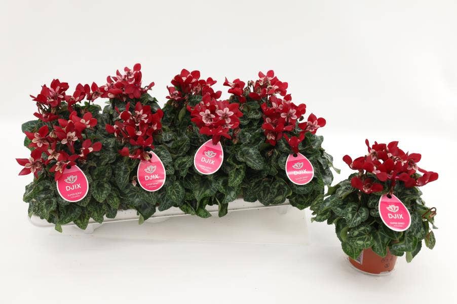 Cyclamen per. 'Djix Dark Red'