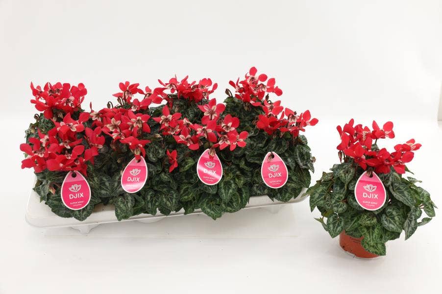 Cyclamen per. 'Djix Red'