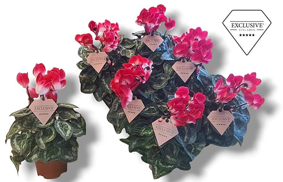 Cyclamen per. Exclusive® Indiaka Red White
