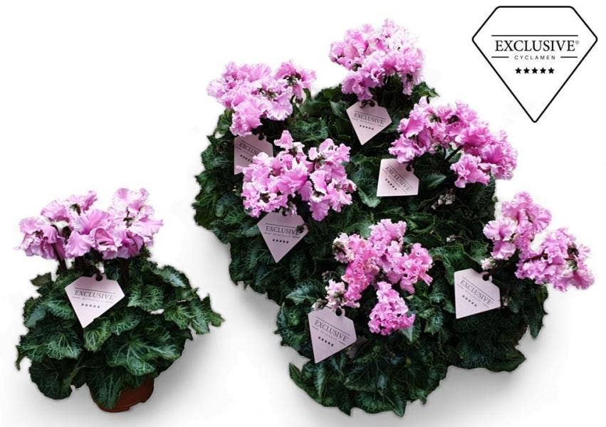 Cyclamen per. Exclusive® Merengue Pink