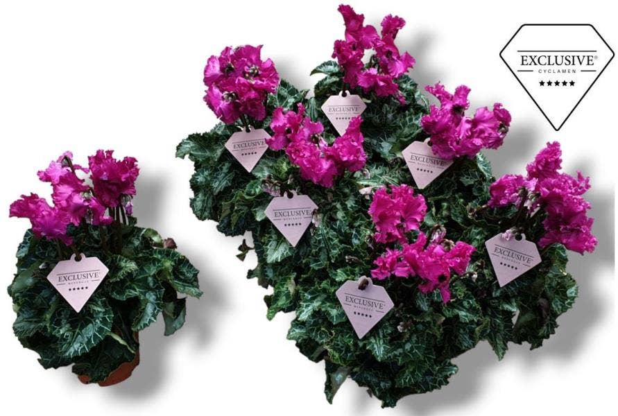 Cyclamen per. Exclusive® Merengue Purple
