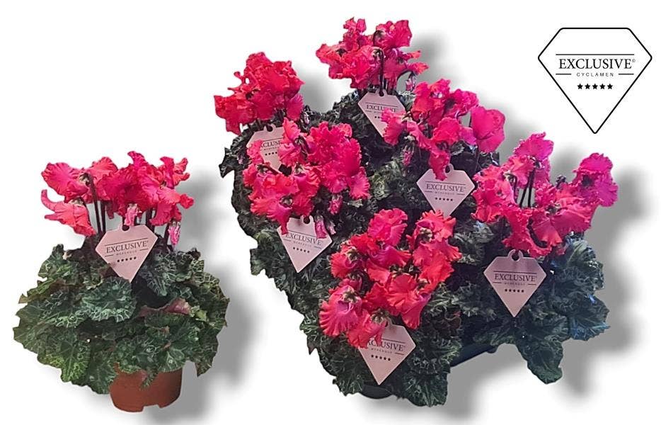 Cyclamen per. Exclusive® Merengue Red