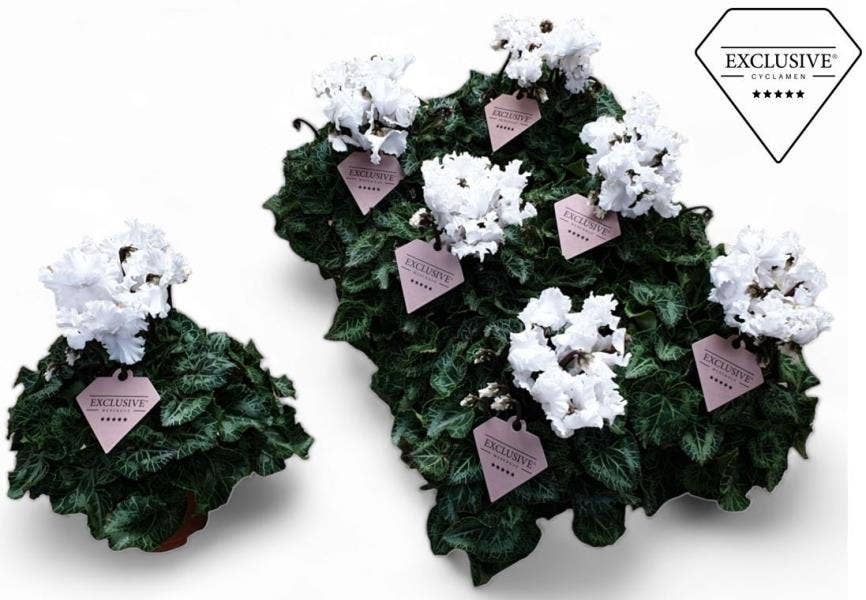 Cyclamen per. Exclusive® Merengue White