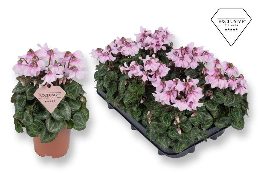 Cyclamen per. Exclusive® Petticoat Lightpink