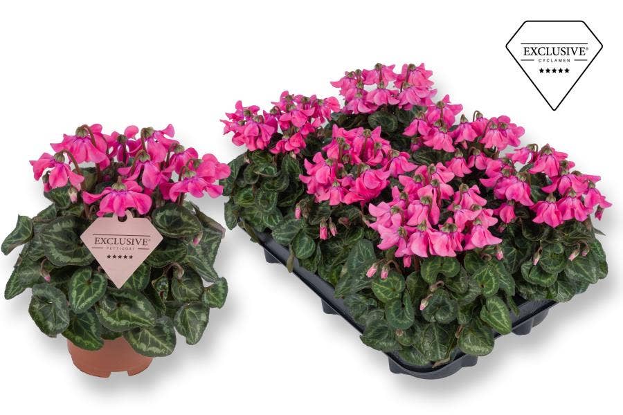 Cyclamen per. Exclusive® Petticoat Pink