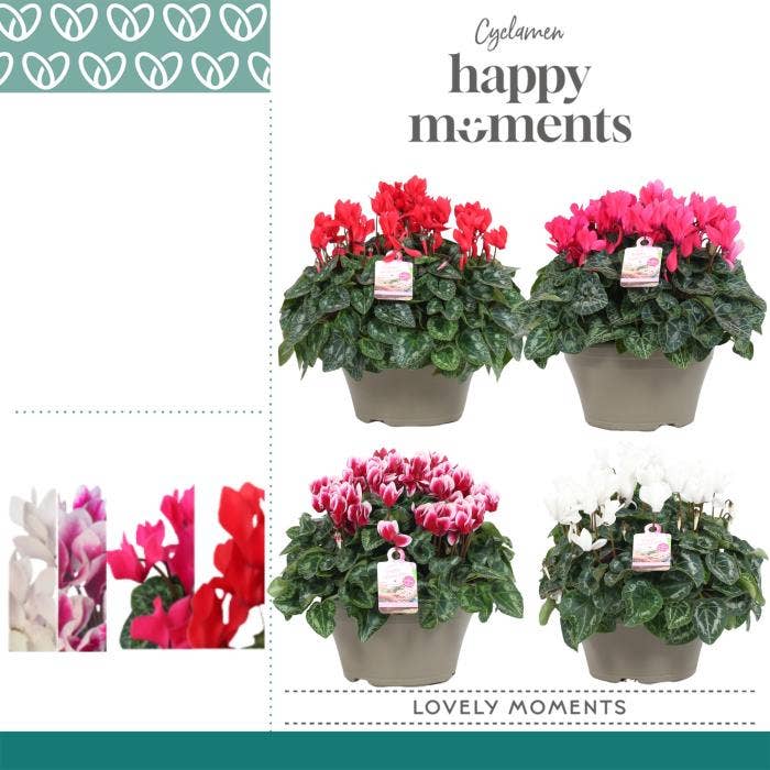 Cyclamen per. Garden Bowl Ariel