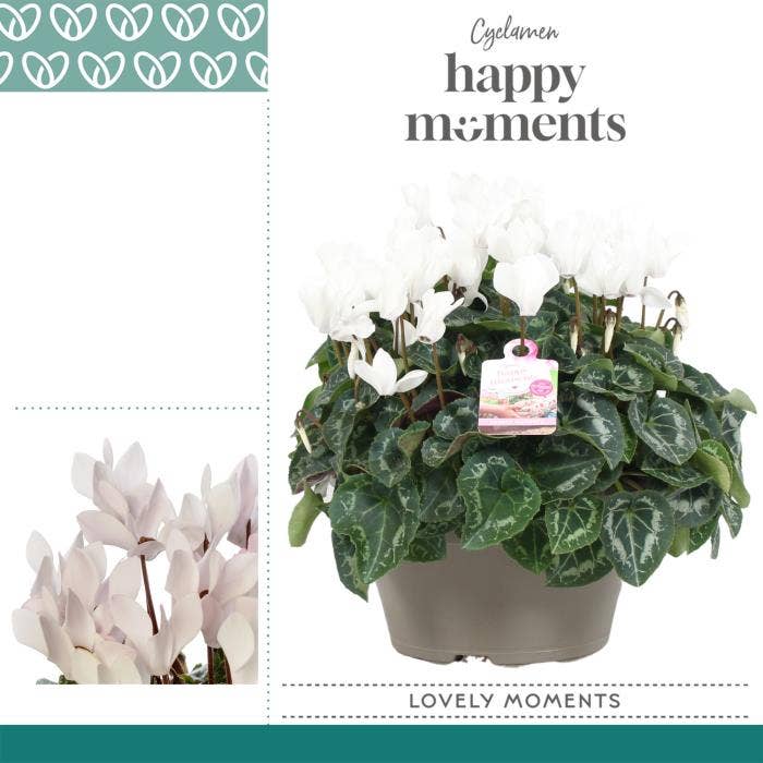Cyclamen per. Garden Bowl White Ariel