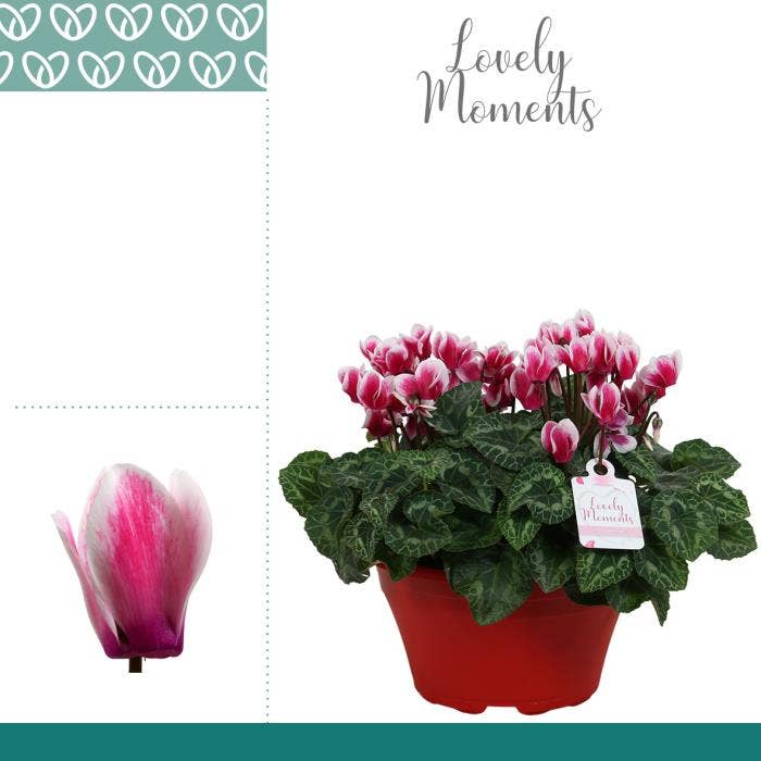 Cyclamen per. Garden Bowl Wine Red Ariel