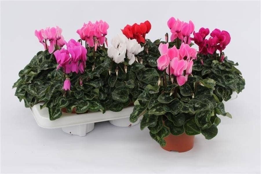 Cyclamen per. Midi