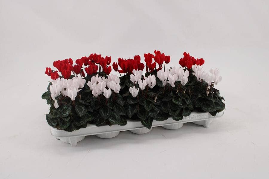 Cyclamen per. Mini Red White