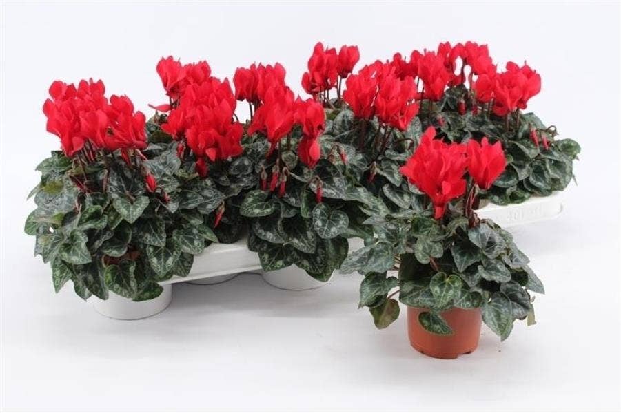 Cyclamen per. Mini Red