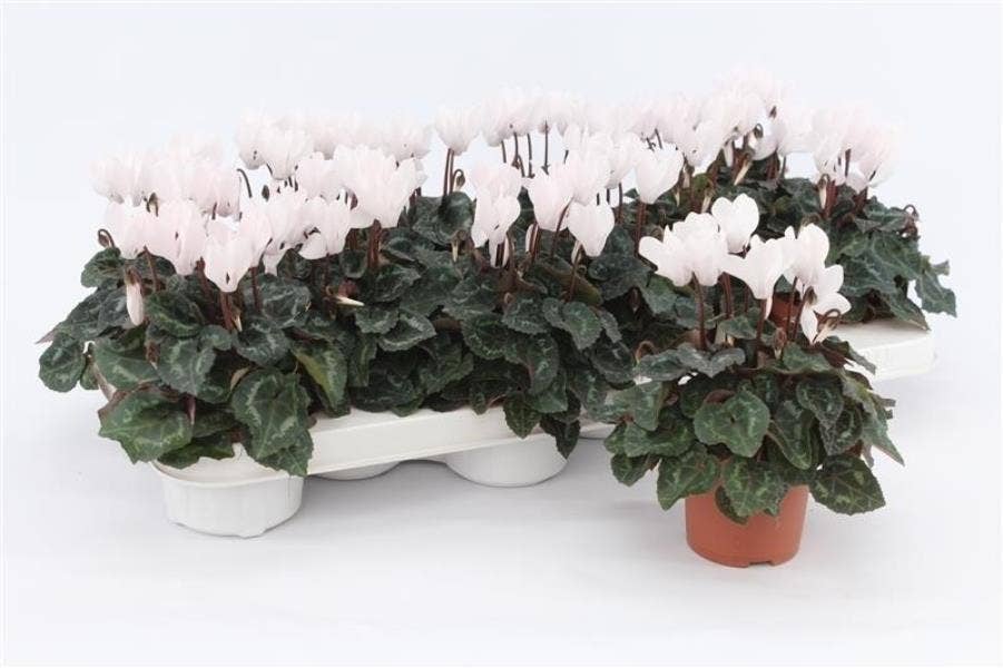 Cyclamen per. Mini White