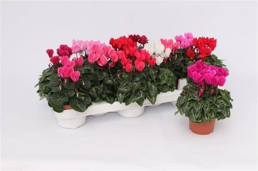 Cyclamen per. Mini