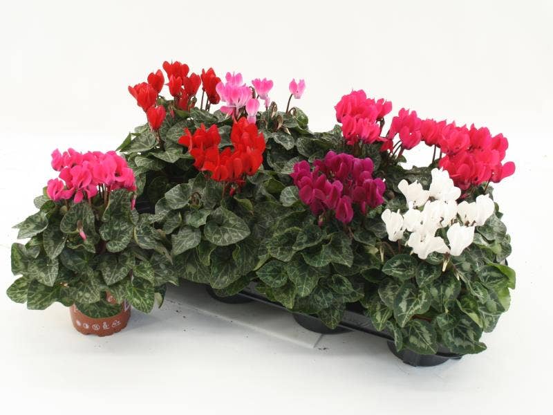 Cyclamen per. 'Super Serie Compact'