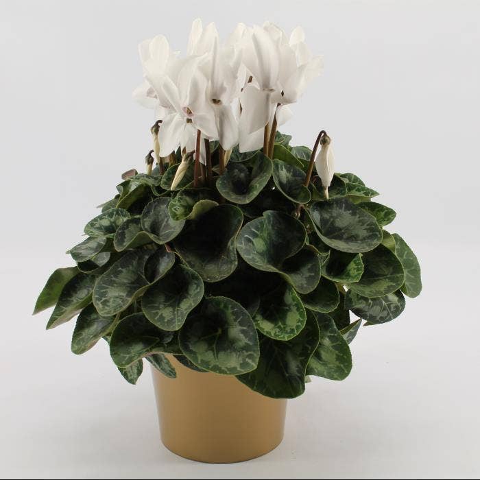Cyclamen per. 'Super Serie Mammoth White' gold pot
