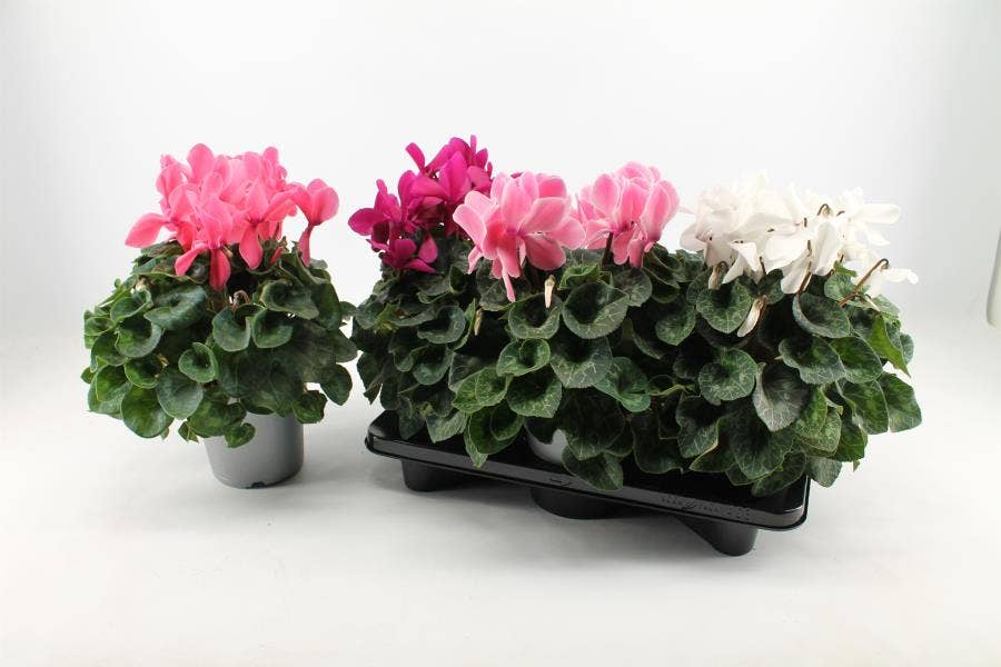 Cyclamen per. 'Super Serie Mammoth'