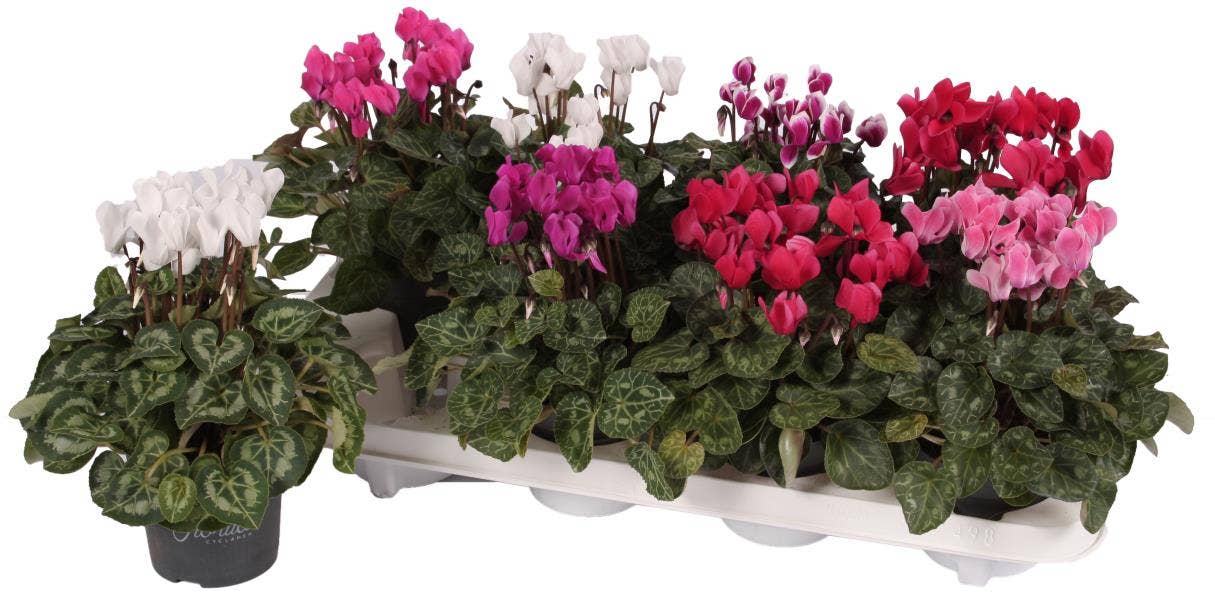 Cyclamen per. 'Super Series Carino' mini