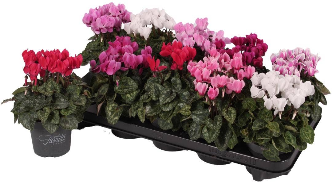 Cyclamen per. 'Super Series Verano' mini