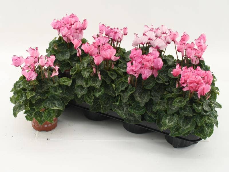 Cyclamen per. 'Victoria Silver Leaf'