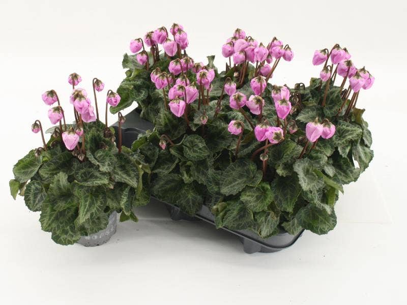 Cyclamen per. 'Windbell Pink'