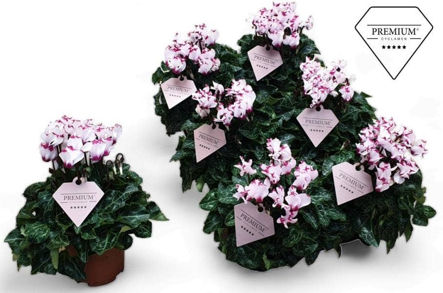 Cyclamen Premium Victoria White/Pink