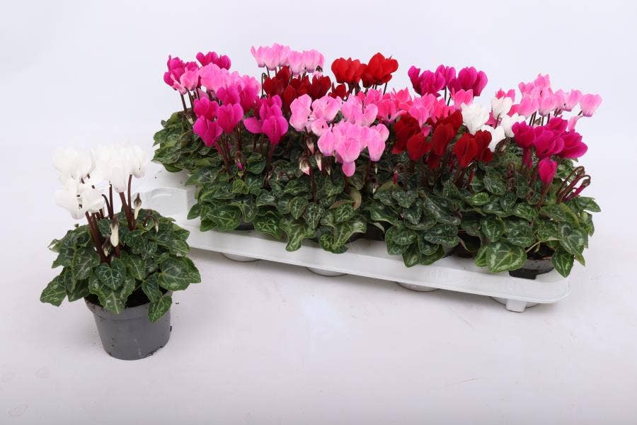 Cyclamen Verano